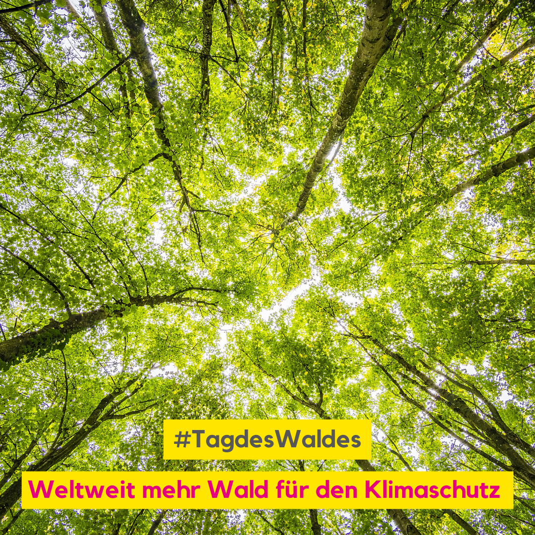 Tag des Waldes